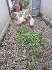 Familie rate Pekin!