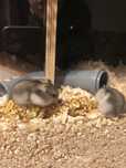 Donez hamsteri siberieni