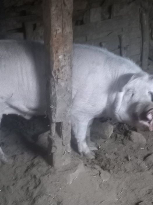 Продавам нерез и прасета