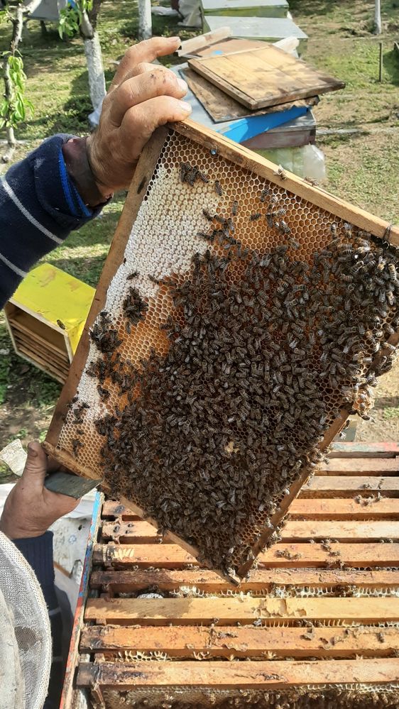 Vând familii de albine (cu sau fără ladă)