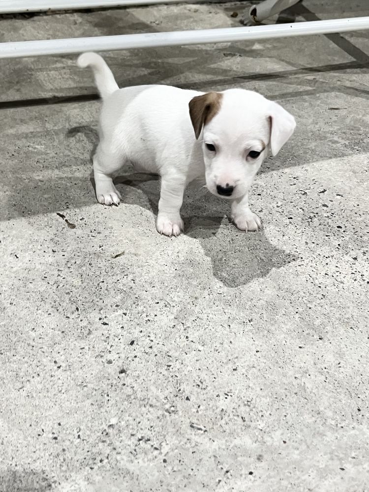 Jack Russell terrier / Джак Ръсел териер