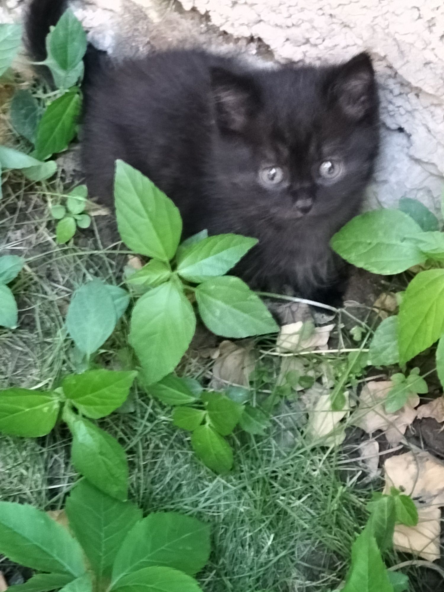 Котята отдаются в добрые руки