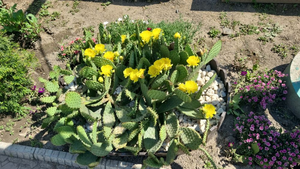 Продам саженцы кактуса Опунции