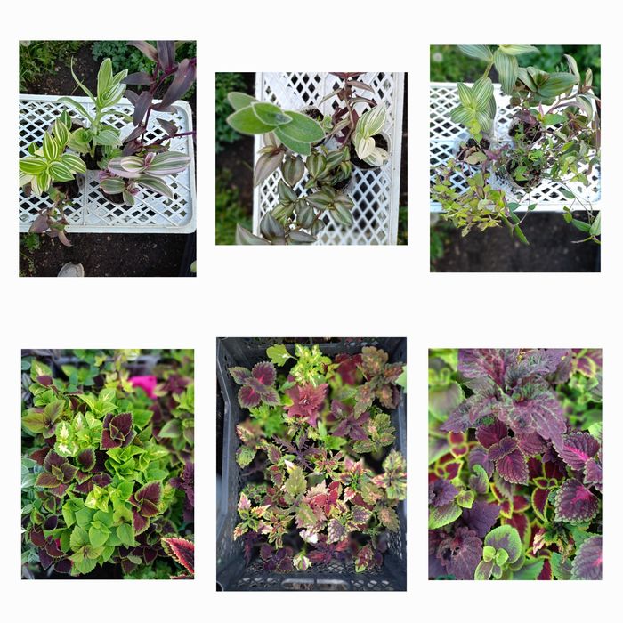 Продам комнатные цветы