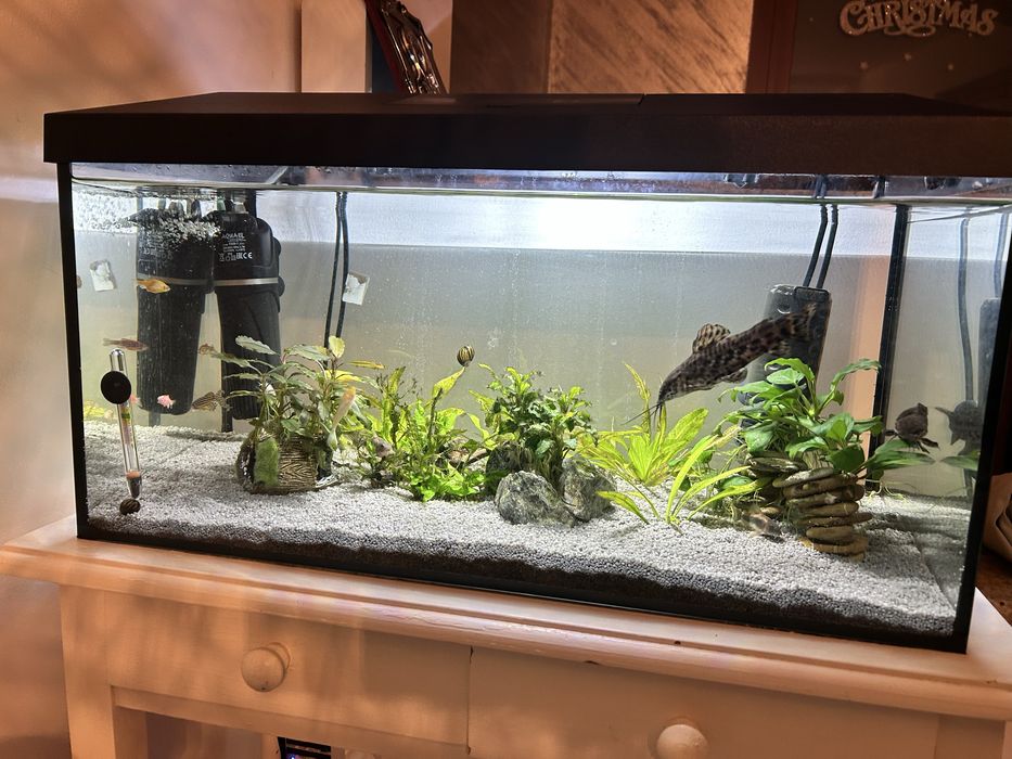 Acvariu complet 54L cu pesti, plante si accesorii gata de utilizare