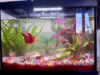 Acvariu 20l plus accesorii