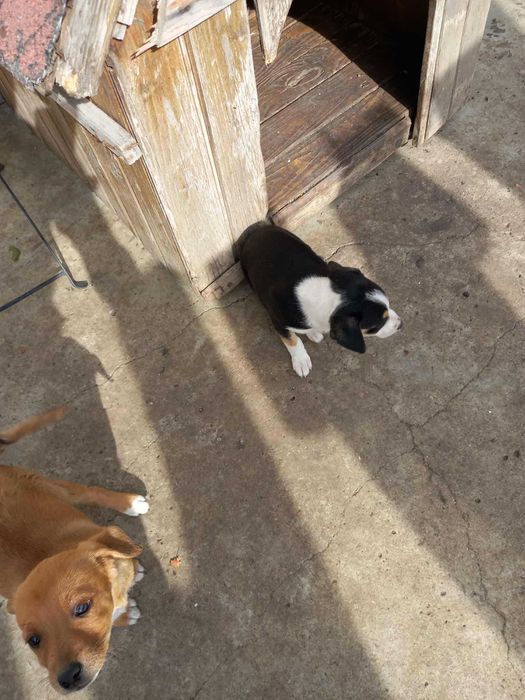 Подарявам кученца на 50 дена!