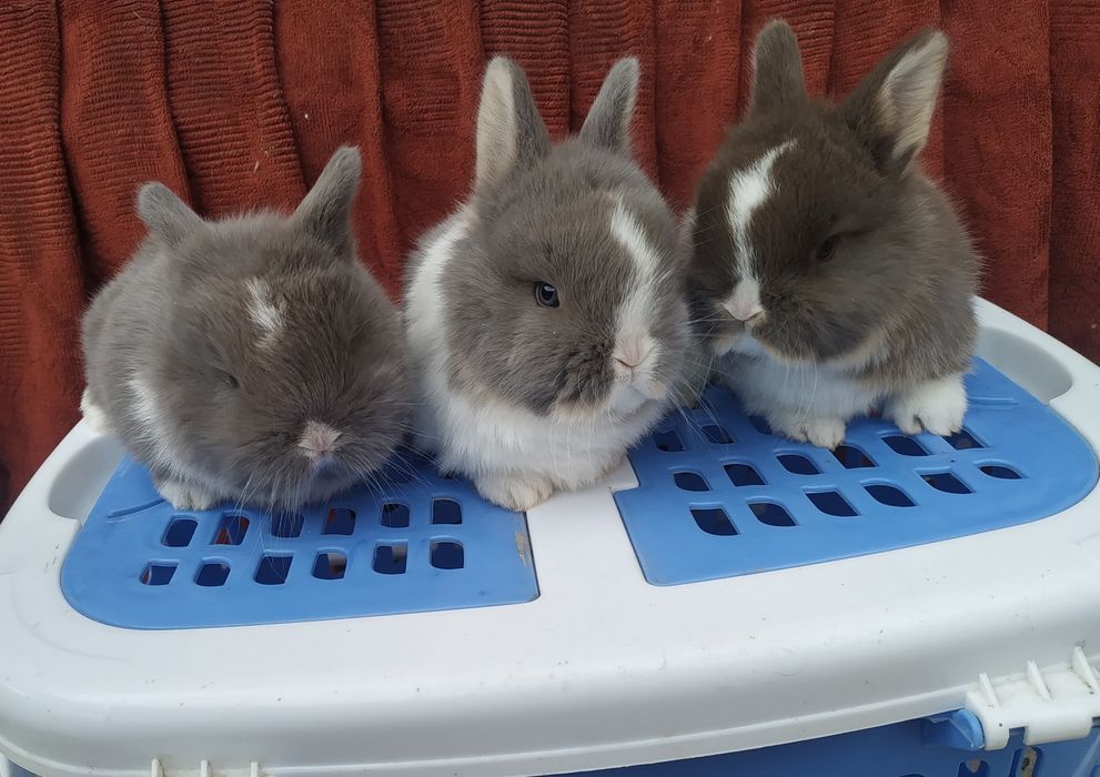 Quyonchalar sotiladi