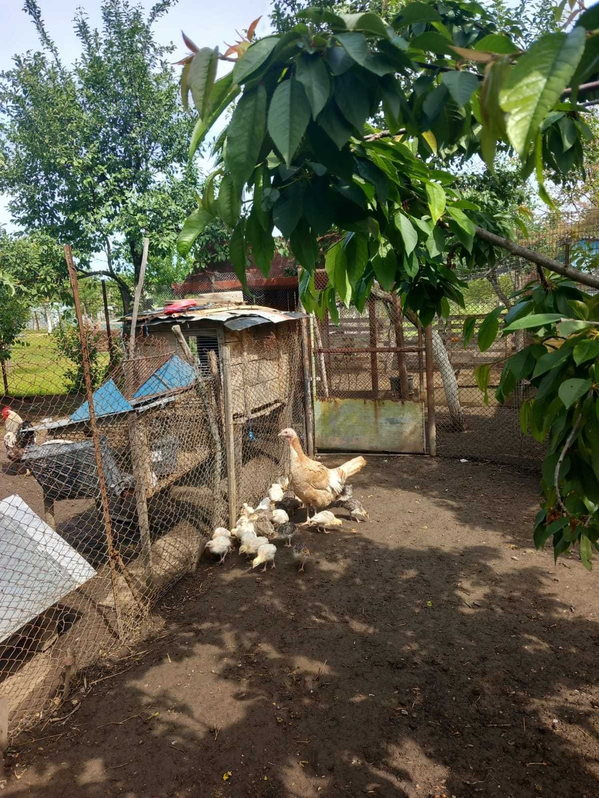 Pui de curca 3 saptamani