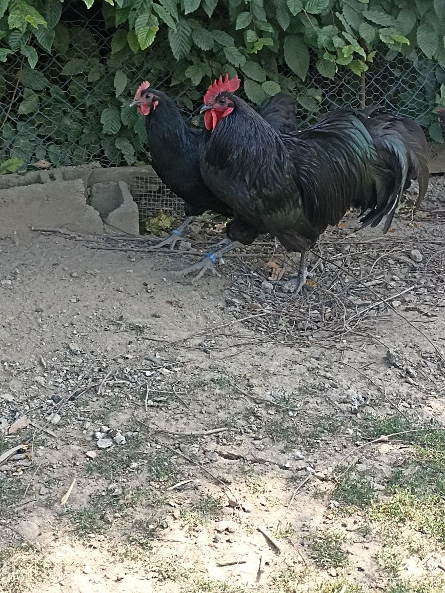 Vand gaini australorp negru