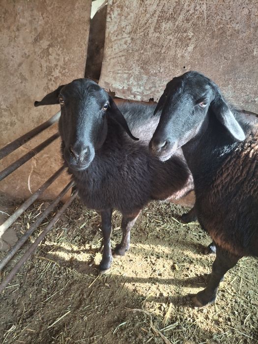 Qo'ylar 2 ta ( Bõgʻoz)