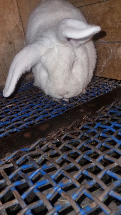 Продам кроликов рабочих