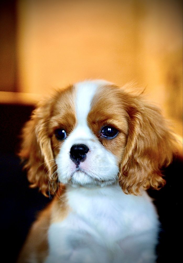 Catel Cavalier King Charles Spaniel
