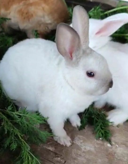 Кролики декоративные