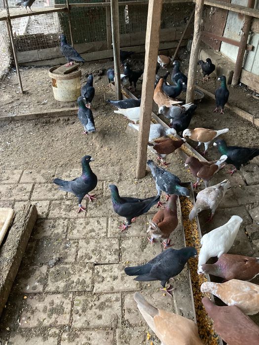 Porumbei germani de vânzare