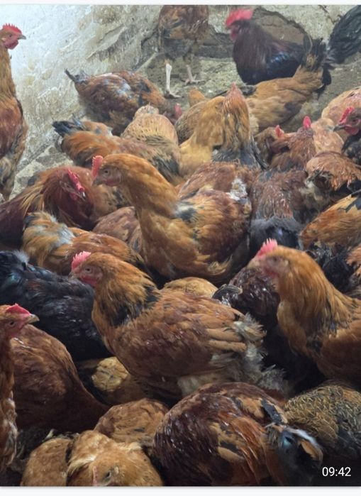 Кучинская юбилейная