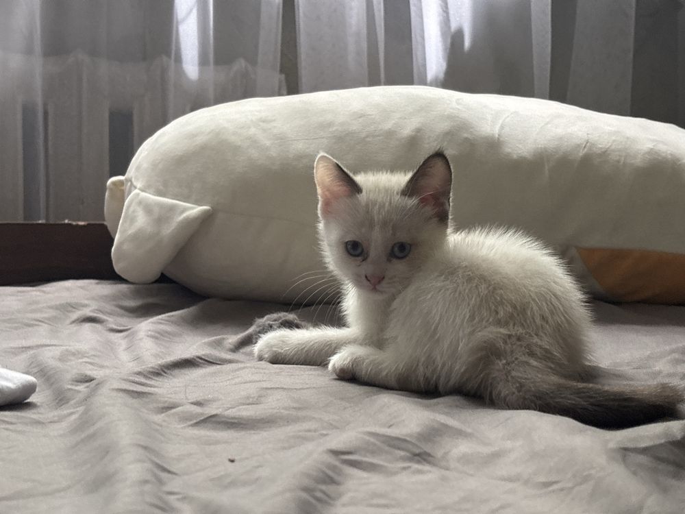 Отдам котят ( девочки)