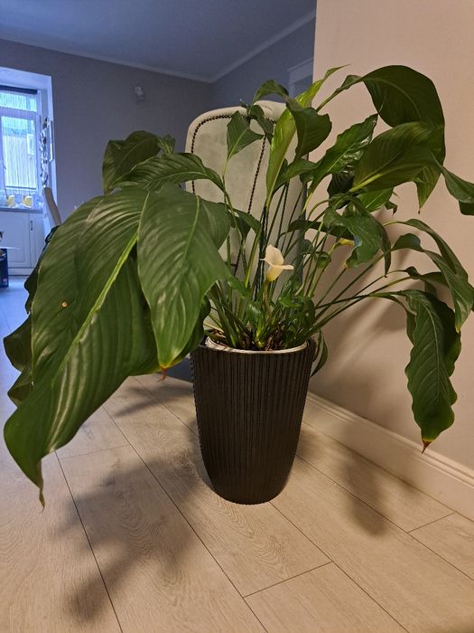 Plante ornamentale apartament