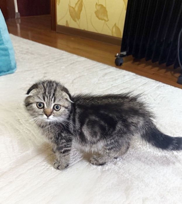 Чистокровные котята
