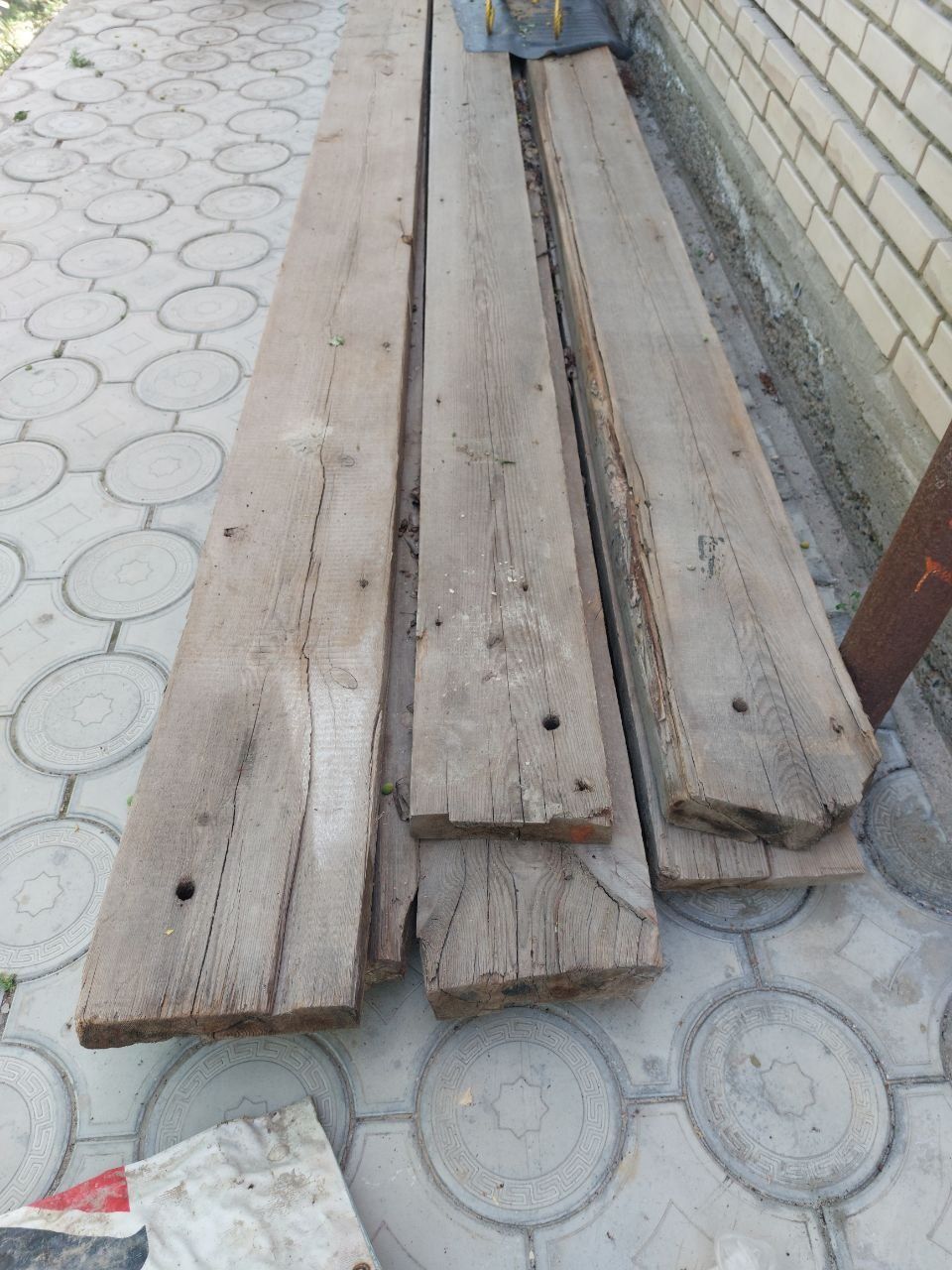Болор российский.