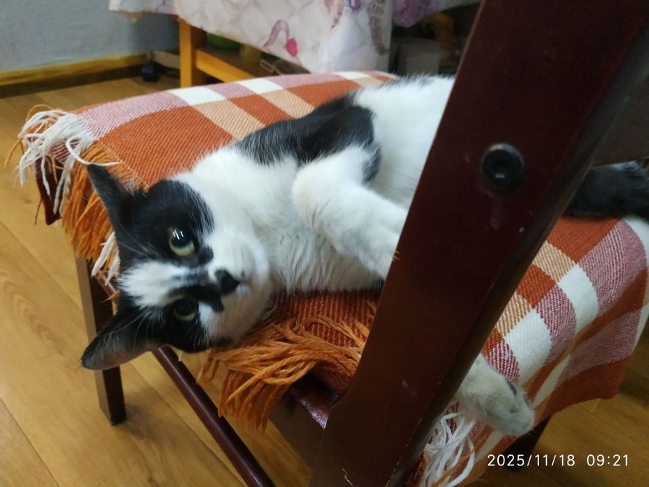 Пристраивается кошечка 5-6 месяцев