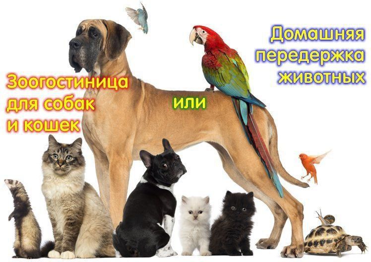 Услуга зоо.гостиница