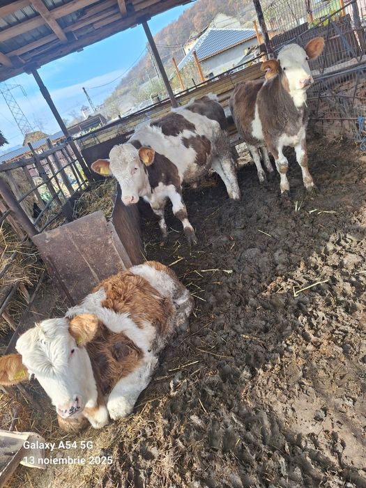 Vând vitei si vitele