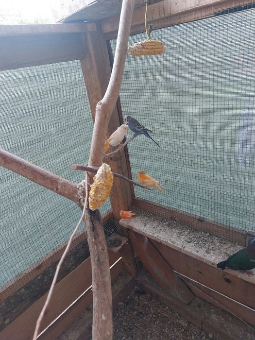 Canari si nimfe de dat
