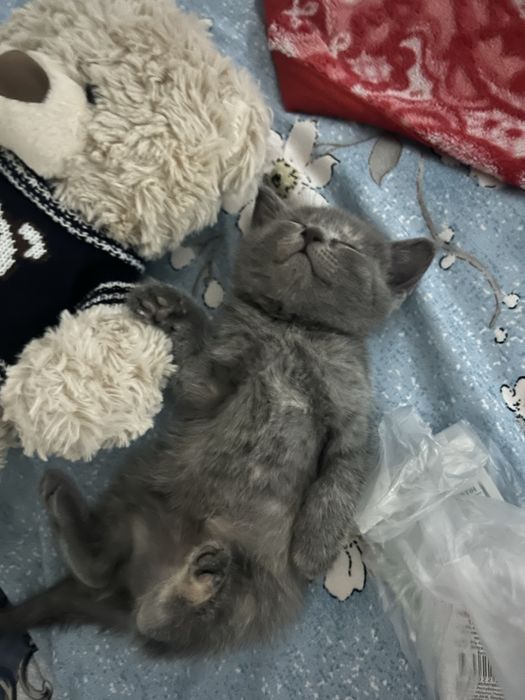 Ұрғашы мысық тегін