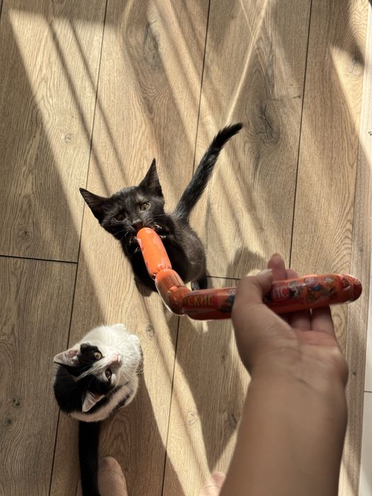 Отдам котят в хорошие и ответсвенные руки