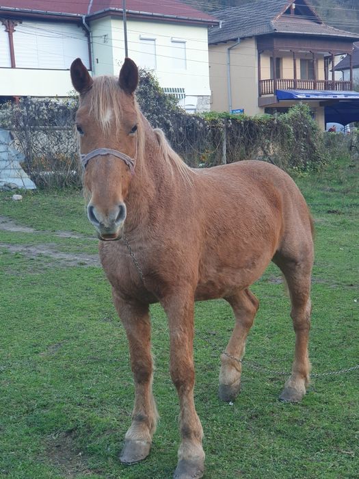 Vând iapă cuminte, foarte bună de muncă