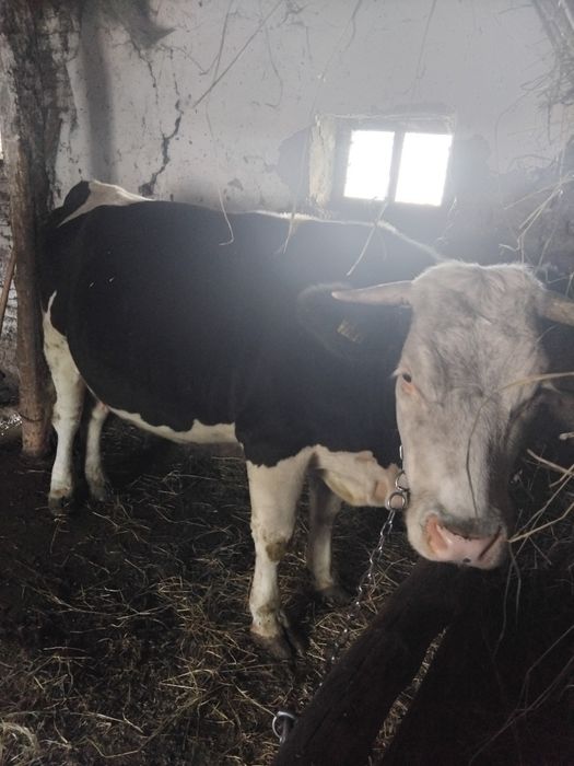 Vând vaca tânără