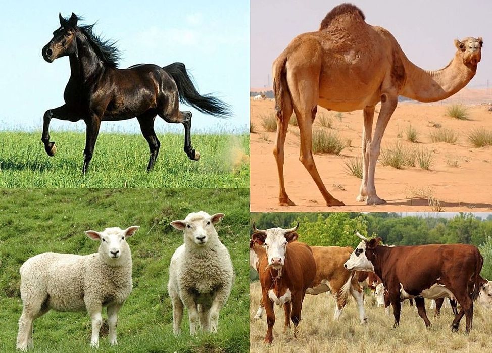 Касапшылык қызметі. Мал сою