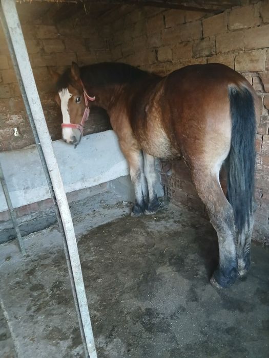 Продава се конче