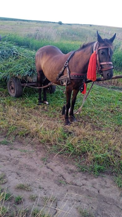 Iapa înhămată 7000 lei