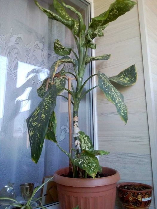 Продам комнатные растения