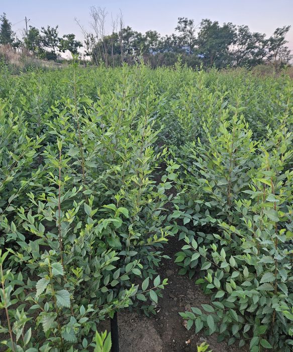 Puieti forestieri certificati