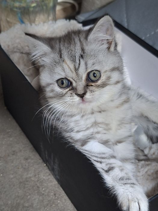 Шотландские скоттиш страйт и скоттиш фолд