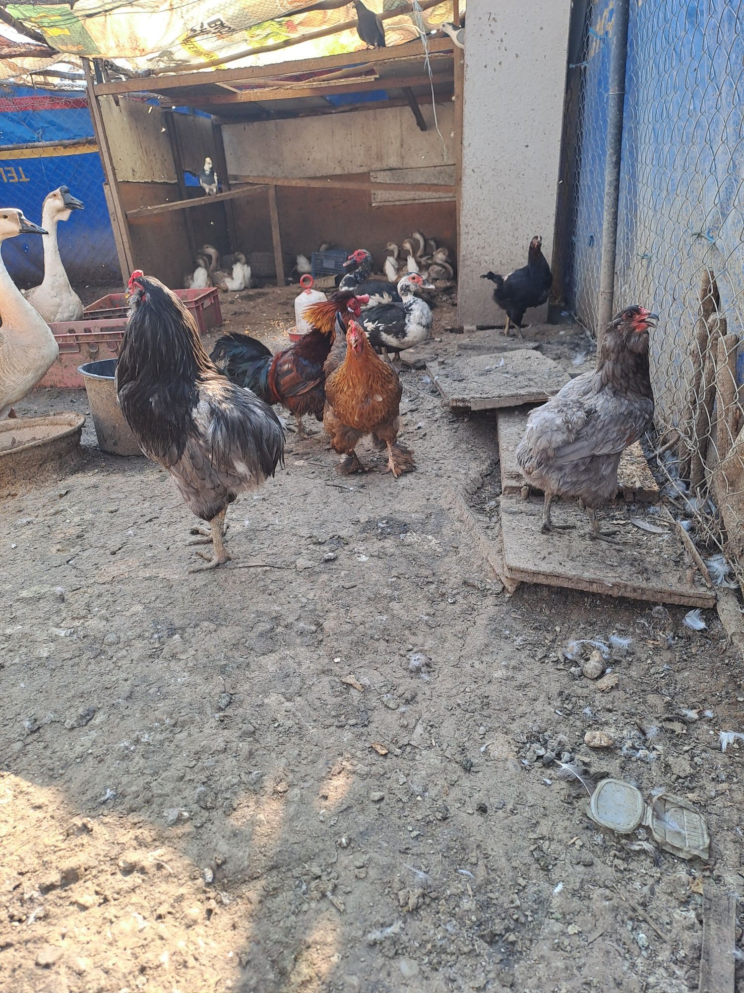 Gaini pitice pereche/gaini araucana pereche