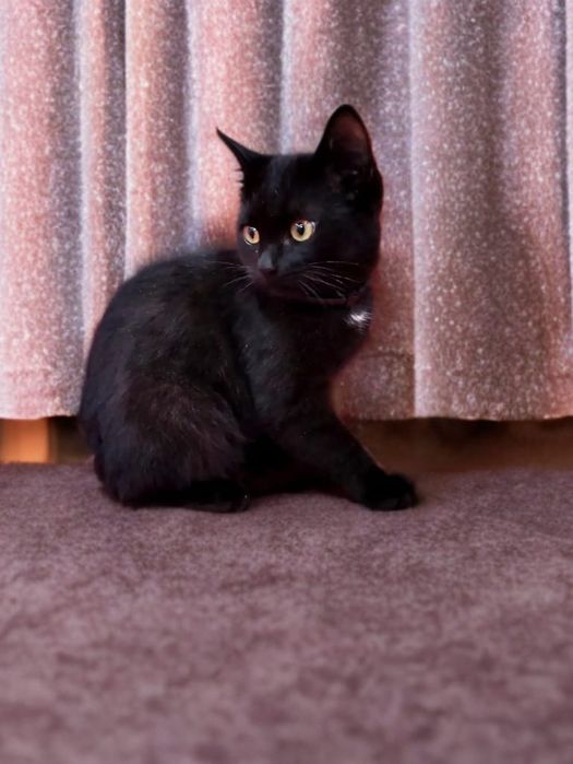 Ищем дом для котят!