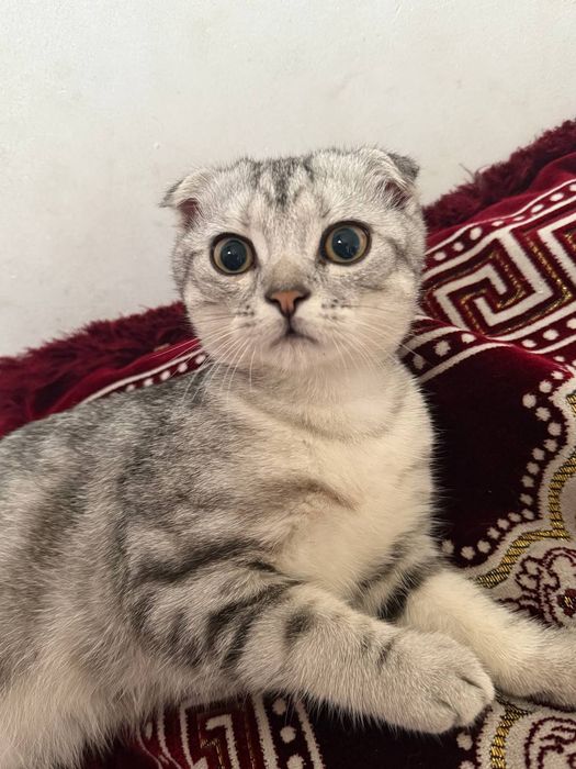 Вислоухий шиншила серебристый окрас