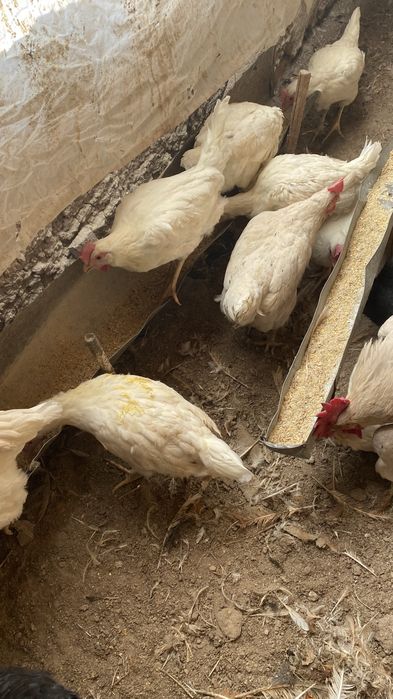 Tovuqlar Sotiladi Optim Tovuq