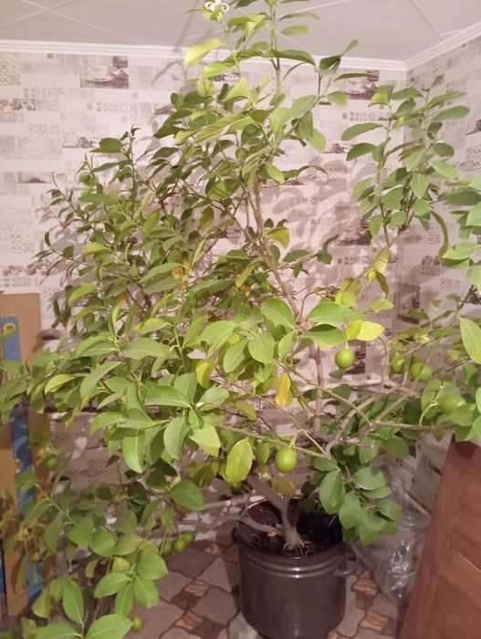 Продам лимон дерево