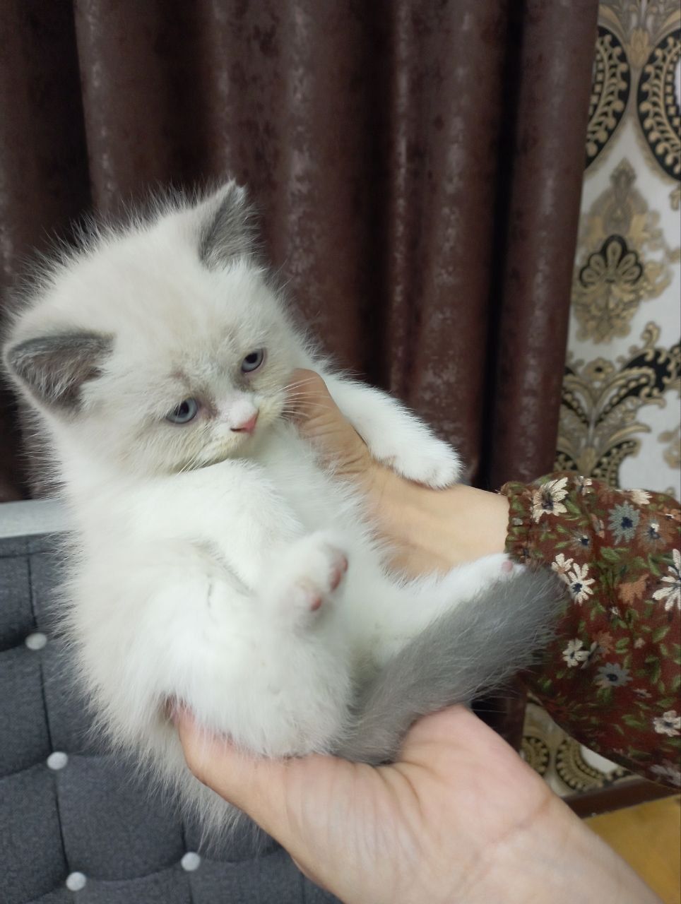 Мушук болачалари сотилади зотли хайлин шиншила