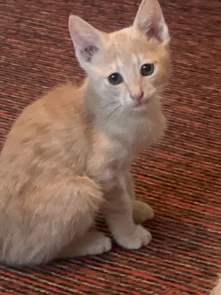 Котенок в хорошее добрые руки