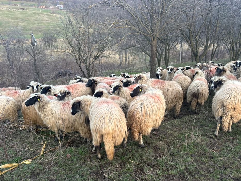 Vând oi breze rasă țurcana