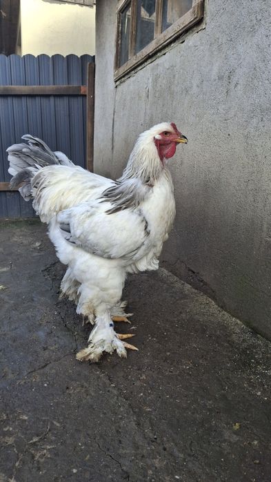 Vând cocoș brahma HDA