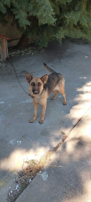 Продавам немска овчарка