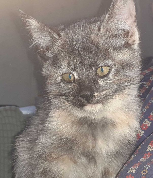 Котята девочки бесплатно