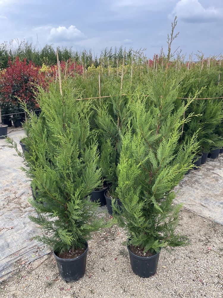 Leylandii 1.40-3m